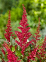 15x Pluimspirea 'Astilbe fanal'  - BULBi® bloembollen en planten met bloeigarantie
