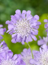 16x Vaste planten 'Scabiosa butterfly blue'  - BULBi® bloembollen en planten met bloeigarantie