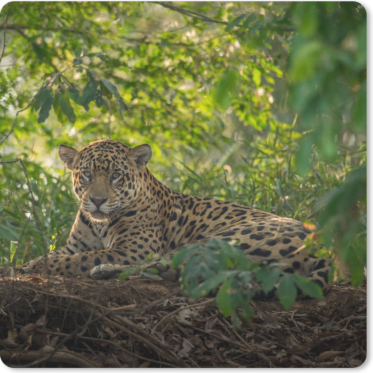 Muismat 20x20 cm - Mousepad Jaguar in de jungle - Muismatten