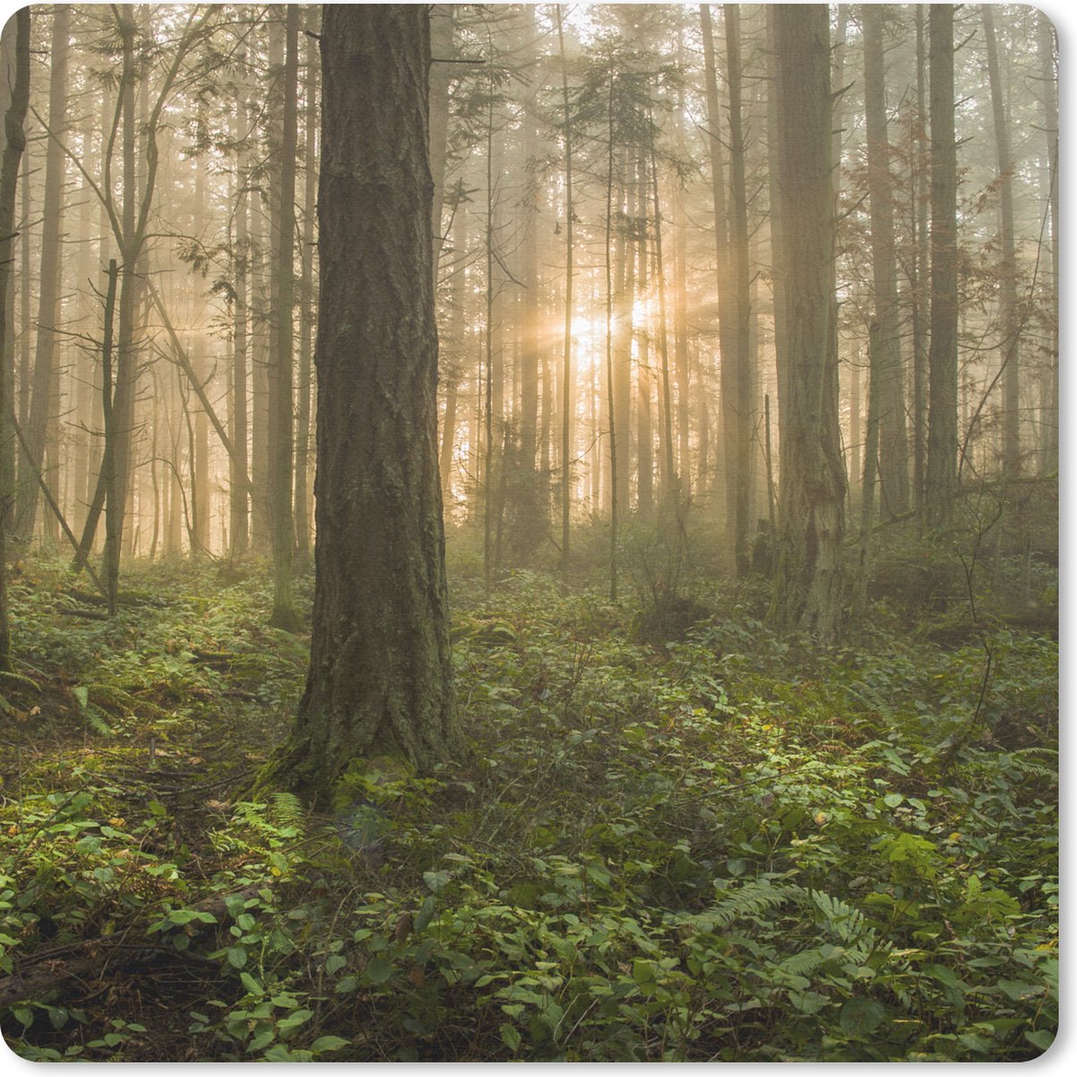 Muismat 20x20 cm - Mousepad Bos - Zon - Licht - Muismatten