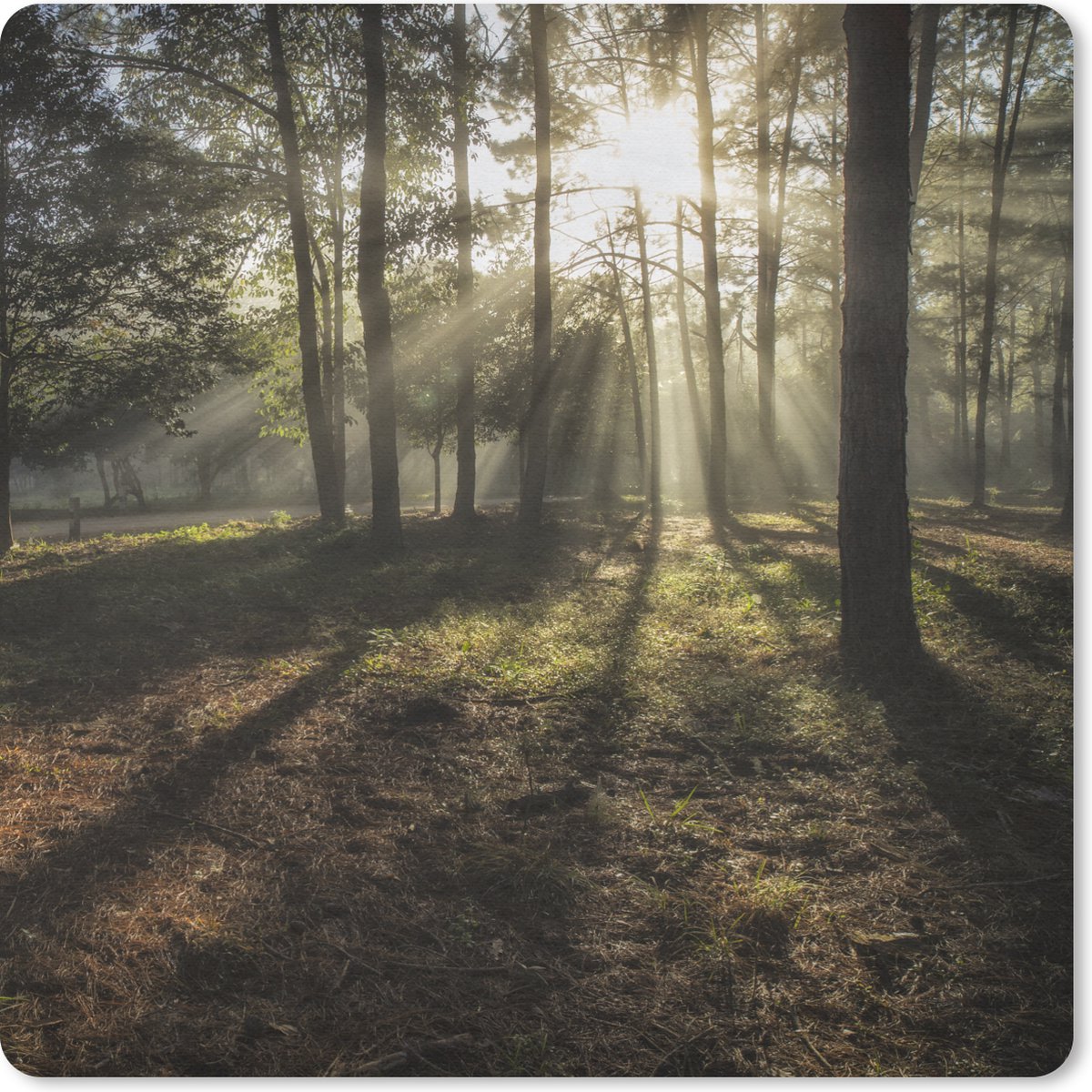 Muismat 30x30 cm - Mousepad Bos - Zon - Mist - Muismatten