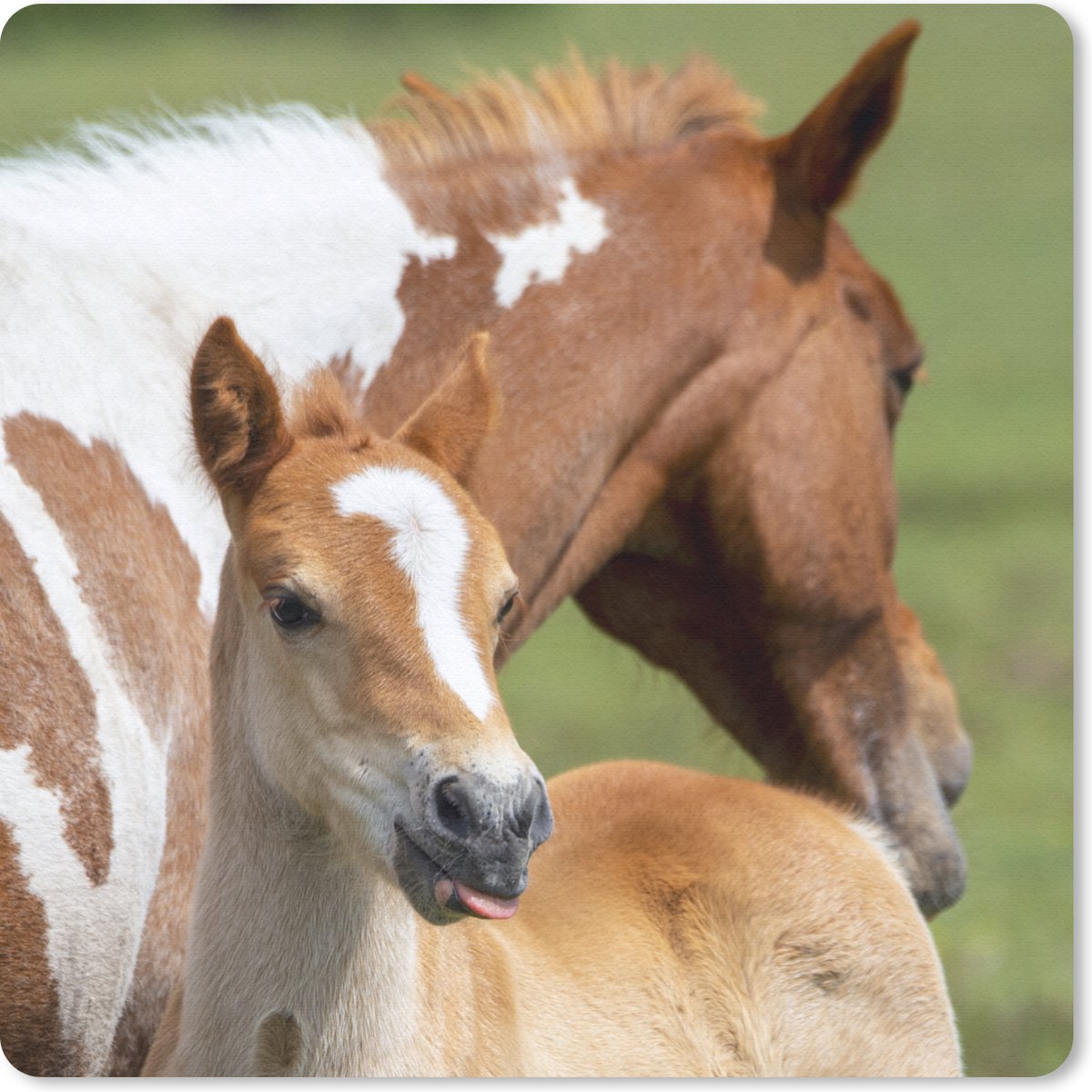 Muismat 30x30 cm - Mousepad Paarden - Veulen - Gras - Muismatten