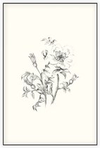 Duinroos zwart-wit Schets (Burnet-Leaved Rose) - Foto op Akoestisch paneel - 150 x 225 cm