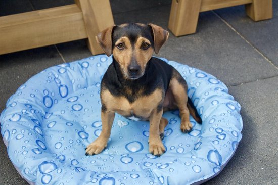 Nobby Cooling Donut Bubble 66 cm - Hond