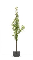 Zuilsierkers - Prunus serrulata Amanogawa | Stamomtrek: 8-10 cm