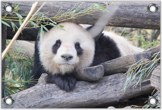 Tuinposter -Panda op Houten Balken- Foto op Tuinposter (wanddecoratie voor buiten en binnen)
