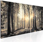 Schilderijen Op Canvas - Schilderij - Forest Sun 120x40 - Artgeist Schilderij