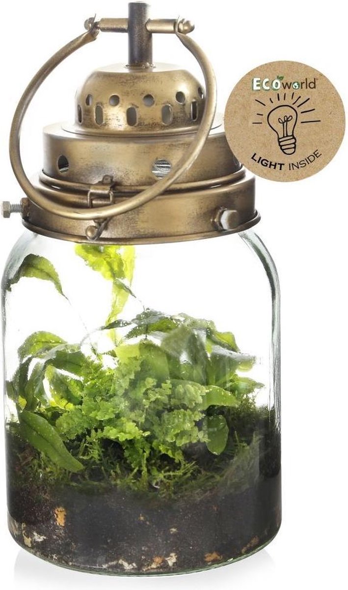 Planten terrarium met Verlichting Planten Terrarium Ecoworld Jungle