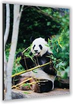 Dibond –Panda– 40x60cm Foto op Aluminium (Met Ophangsysteem)
