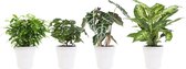 Kamerplanten van Botanicly – 4 × Ficus, Koffieplant, Olifantsoor of Skeletplant, Dieffenbachia incl. sierpot wit als set – Hoogte: 25 cm – Ficus Green Kinky, Coffee plant, Alocasia