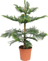 Kamerplant van Botanicly – Kamerden – Hoogte: 85 cm – Araucaria