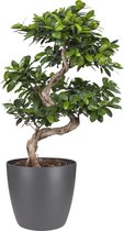 Bonsai van Botanicly – Chinese vijg incl. sierpot antraciet als set – Hoogte: 70 cm – Ficus Gin Seng