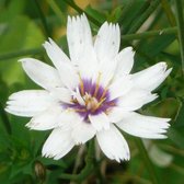6 x Catananche Caerulea 'Alba' - Blauwe Strobloem pot 9x9cm - Witte Bloemen