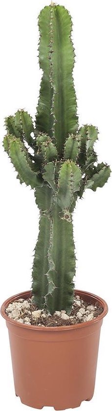 Botanicly Cactus - Cowboy Cactus - Hauteur: 70 cm - Euphorbia ingens |  bol.com