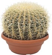 Cactus van Botanicly – Schoonmoedersstoel – Hoogte: 30 cm – Echinocactus grusonii