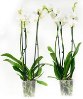 Orchideeën van Botanicly – 2 × Vlinder orchidee wit – Hoogte: 60 cm, 3 takken, witte bloemen – Phalaenopsis multiflora