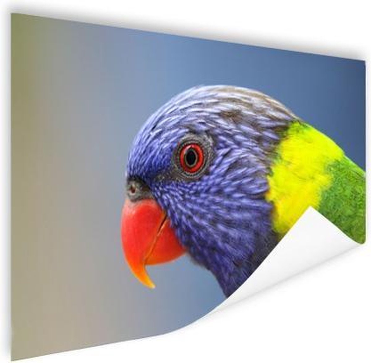 Poster Regenbooglori - 60x40 cm