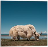 Dibond - Witte Stier grazend - 50x50cm Foto op Aluminium (Wanddecoratie van metaal)