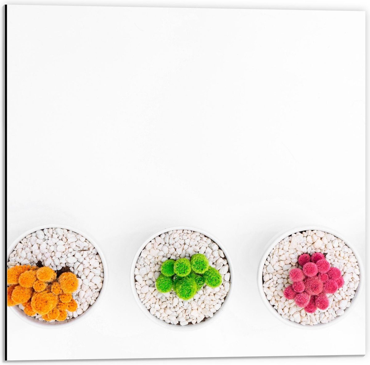 Dibond - Gekleurde Cactuspotjes - 50x50cm Foto op Aluminium (Met Ophangsysteem)