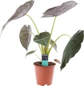 Decorum Alocasia Wentii - kamerplant - Olifantsoorplant - in kwekerspot