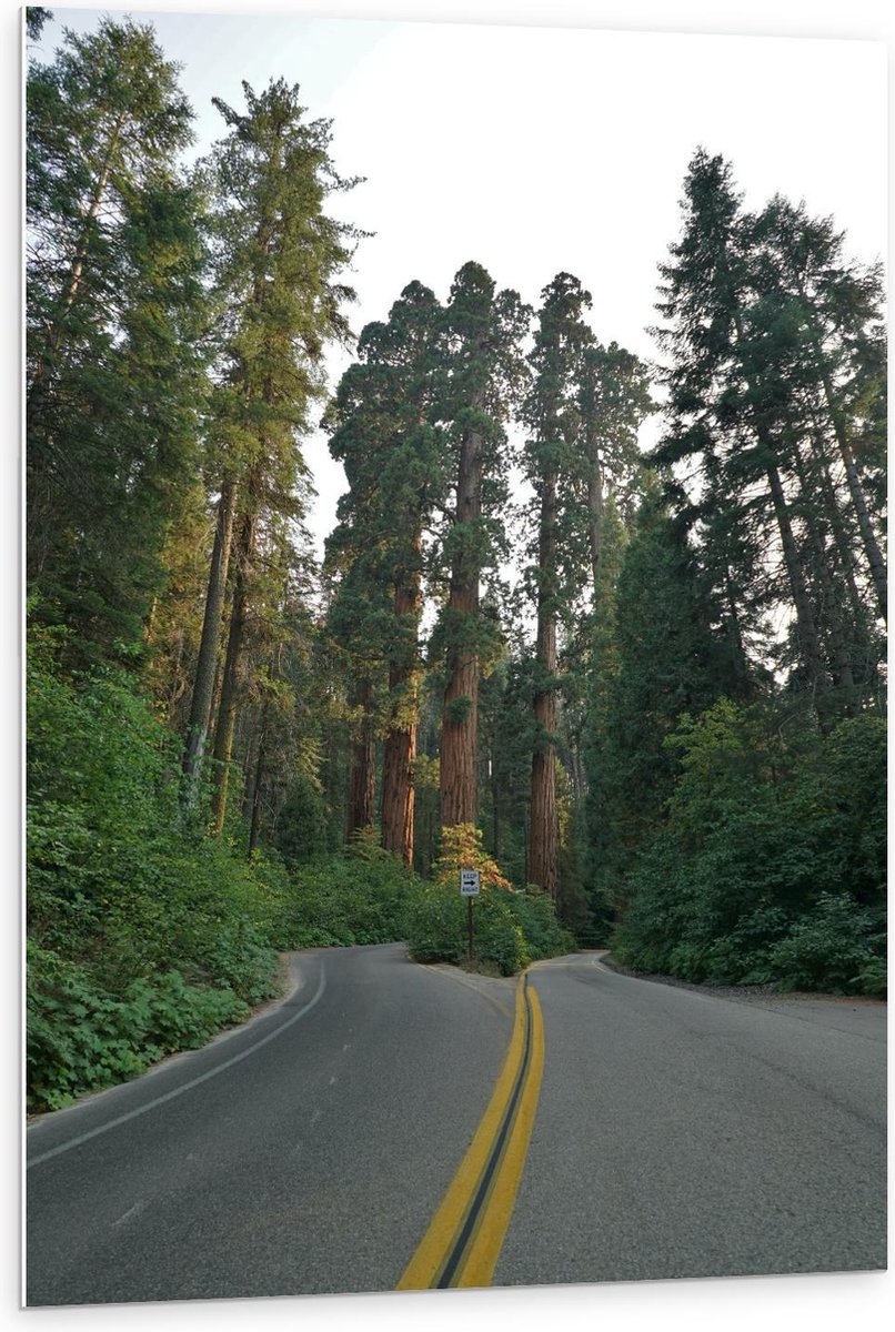 Forex - Hoge Groene Bomen Langs de Weg - 80x120cm Foto op Forex