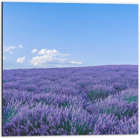 Dibond - Paars Bloemenveld met Wolkes - 50x50cm Foto op Aluminium (Met Ophangsysteem)