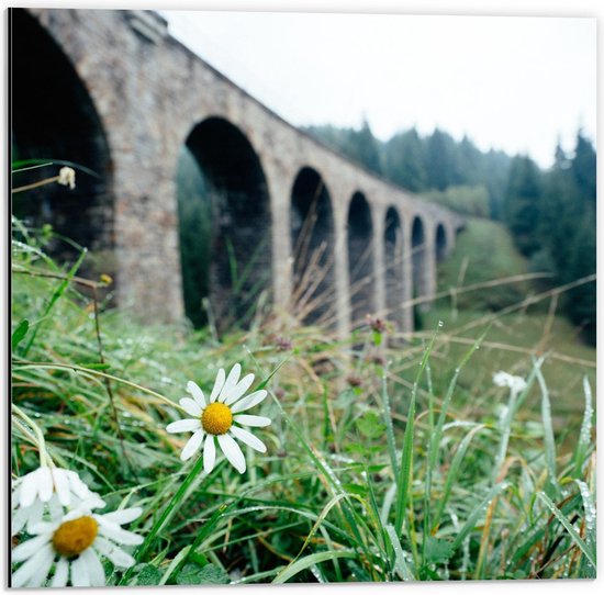 Dibond - Madeliefjes bij Viaduct - 50x50cm Foto op Aluminium (Wanddecoratie van metaal)