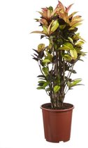 Hellogreen Kamerplant - Croton Codiaeum Iceton - ↕ 120 cm
