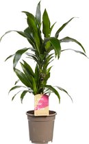 Hellogreen Kamerplant - Dracaena Drakenbloedboom Janet Craig – ↕ 70 cm