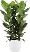 Hellogreen Kamerplant - Ficus Audrey - ↕ 90 cm - Elho Brussels wit