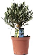 Hellogreen Kamerplant - Olijfboom met flesje olijfolie - ↕ 23 cm