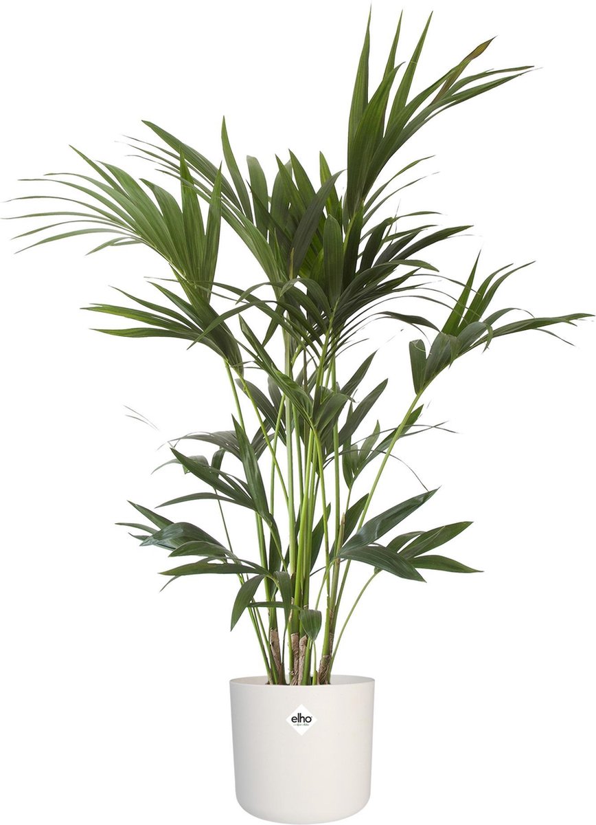 Areca, Palmier d'intérieur + cache pot blanc 22 cm. - Dypsis lutescens