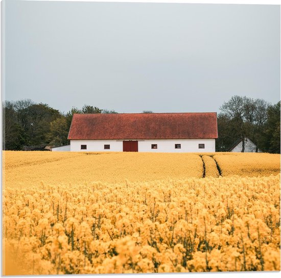 Acrylglas - Wit Huis tussen Gele Bloemenvelden - 50x50cm Foto op Acrylglas (Met Ophangsysteem)