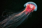Fotobehang - Jellyfish 384x260cm - Vliesbehang