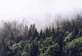 Fotobehang - Foggy Forest 366x254cm - Papierbehang