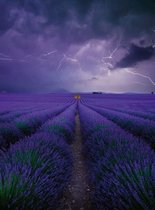 Fotobehang - Field Of Lavender 192x260cm - Vliesbehang