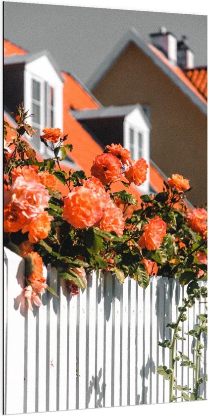 Dibond - Witte Schutting met Rode Bloemen - 100x200cm Foto op Aluminium (Met Ophangsysteem)