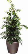 Ficus Benjamina in watergevende Classico antraciet | Treurvijg