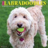 Labradoodle Kalender 2021