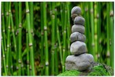 Schilderij - Bamboe bos met Zen stenen, groen