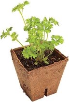 JIFFY POT VIERKANT 8 CM DOOS 1200 STUKS