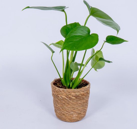 Monstera Deliciosa kamerplant - In trendy mand - ± 40cm hoog - Inclusief houten hartjes |