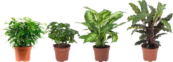 Ficus, Koffieplant, Dieffenbachia compacta, Calathea (Ficus Green Kinky,  Coffea... | bol