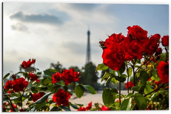Dibond - Rode Bloemen met Eiffeltoren op Achtergrond - 60x40cm Foto op Aluminium (Wanddecoratie van metaal)