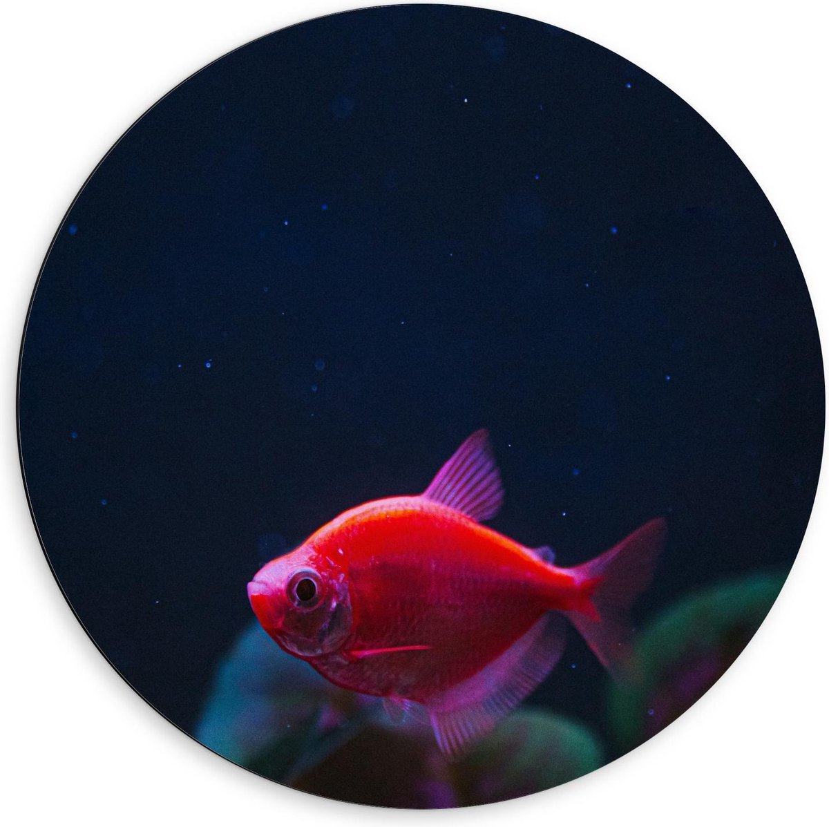 Dibond Wandcirkel - Rood Visje in Aquarium - 60x60cm Foto op Aluminium Wandcirkel (met ophangsysteem)