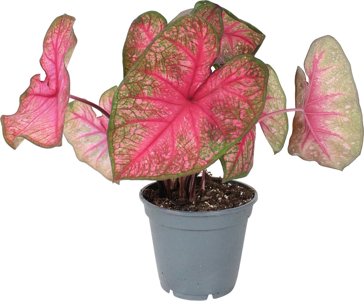 Caladium bicolor „Party Punch“- Roze Caladium Plant - Luchtzuiverende - ↑... | bol.com