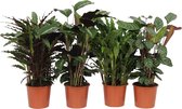 4x Luchtzuiverende planten - Set van 4 - Mix Calathea en Ctenanthe - Luchtzuiverende kamerplanten - ↑ 55-65 cm - Pot Ø 17cm
