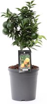 Fruitgewas van Botanicly – Citrus Mandarin – Hoogte: 45 cm