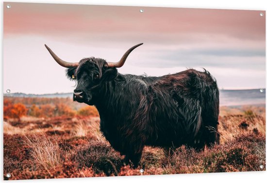 Tuinposter - Zwarte Schotse Hooglander - Foto op Tuinposter (wanddecoratie voor buiten en binnen)