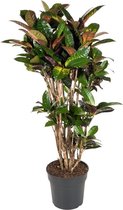Croton Iceton 130 cm